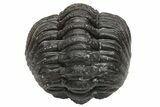 Wide, Curled Morocops Trilobite - Morocco #224202-2